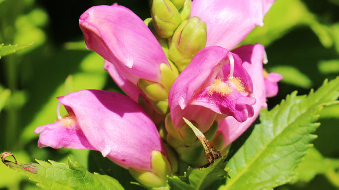 Rose Turtlehead