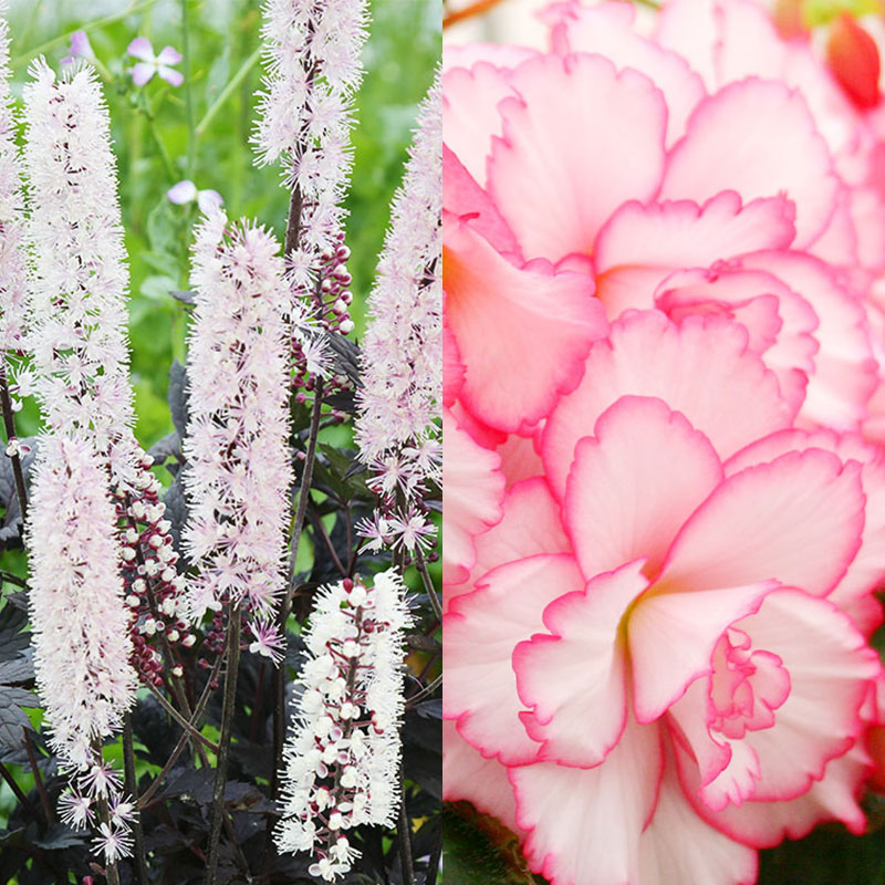 Image of Astilbe companion plant for begonia