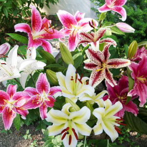 Mixed Lilies