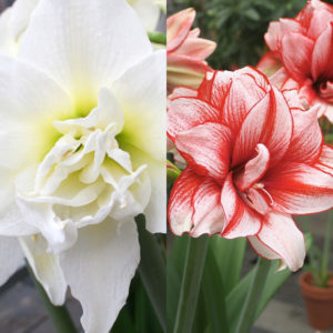 Amaryllis