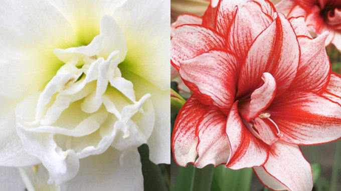 Amaryllis