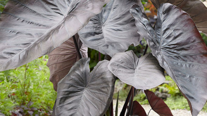 Diamond Head Elephant Ear