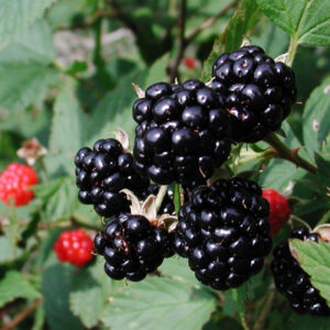 Blackberries