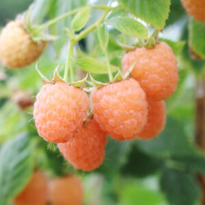 Golden Raspberries