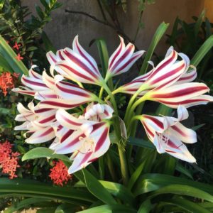 Stars and Stripes Crinum Lily
