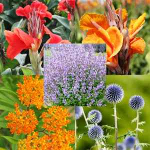 Deer Resistant Varieties that Attract Pollinators