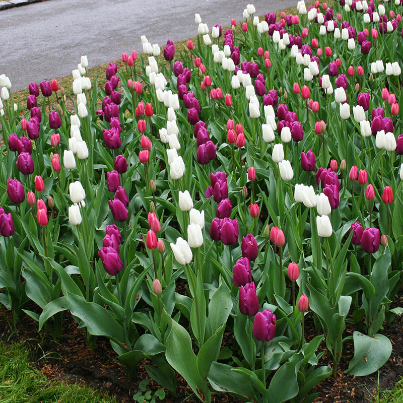 Bulbs Coming Up too Early Bulb Blog Gardening Tips and Tricks