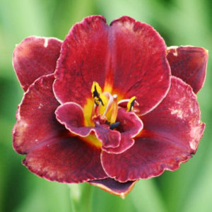 Night Embers Daylily