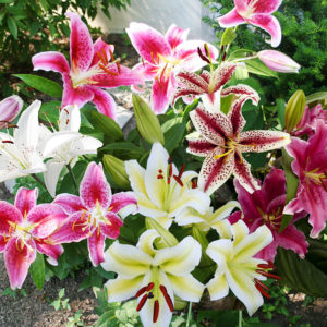 Mixed Oriental Lilies