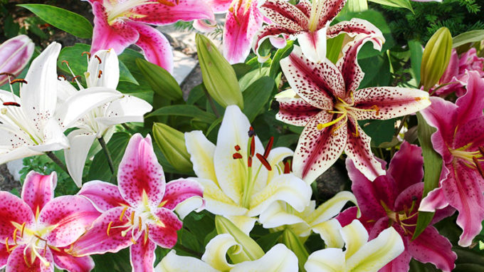 Mixed Oriental Lilies