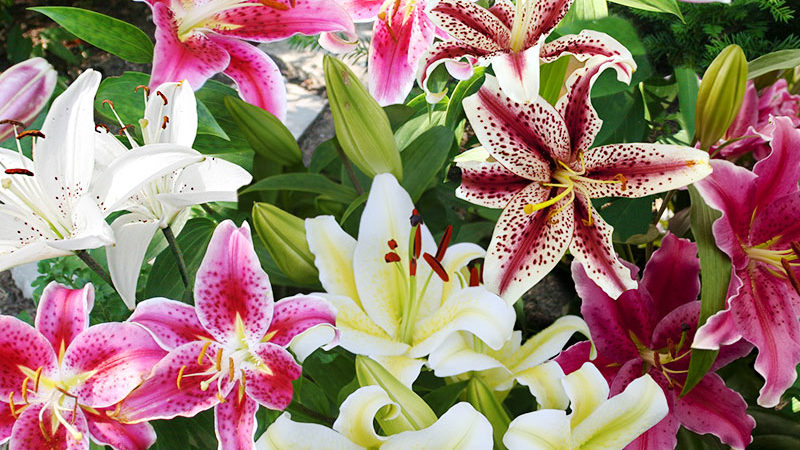 Mixed Oriental Lilies