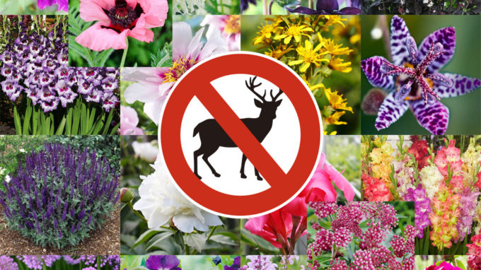 Deer Resistant Varieties