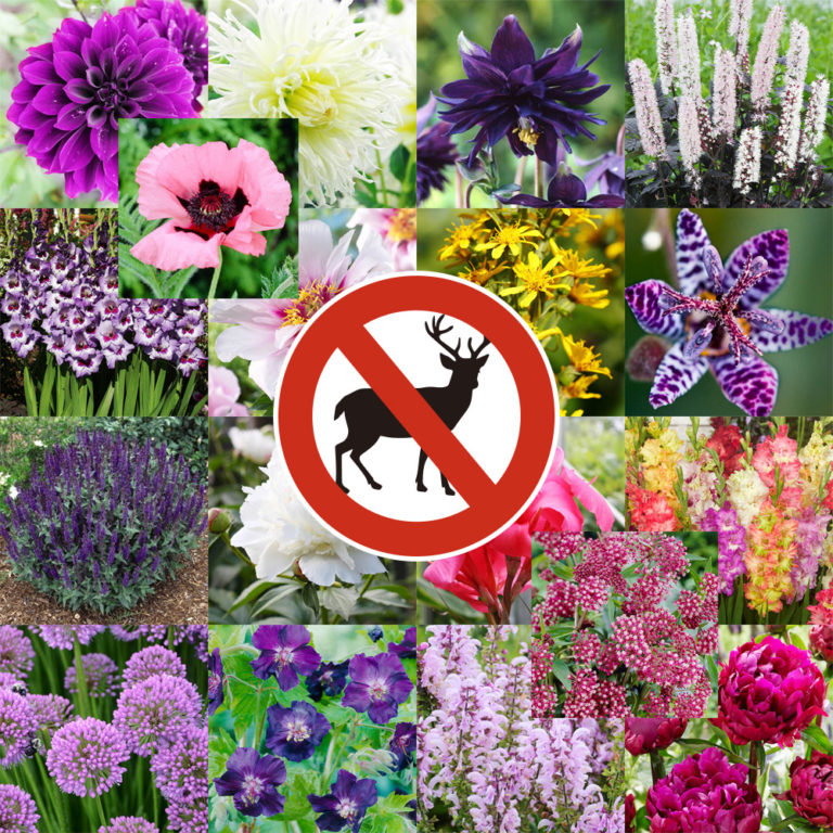 Deer Resistant Planting Ideas Deer Resistant Flowers Bulb Blog