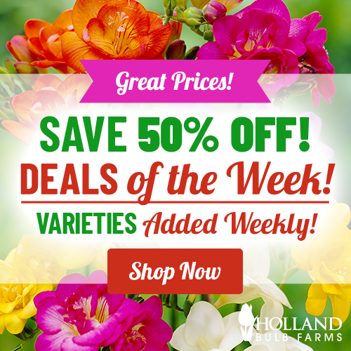 Save 50% OFF Deals of the Week!