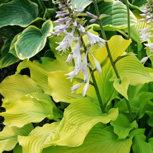 Sun Power Hosta