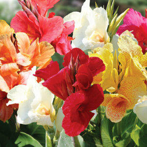 Mixed Canna Lilies