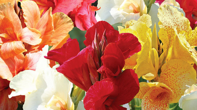 Mixed Canna Lilies