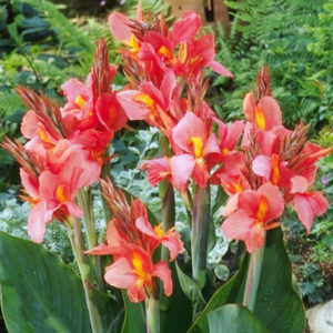 2 Large Red King Humbert Canna Lily Rhizome Bulbs – Tropical Flowering Perennial, Easy Grow
