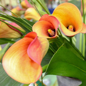 Flame Calla Lilies