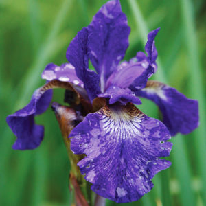 Caesar's Brother Siberian Iris