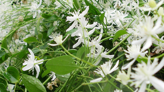 Sweet Autumn Clematis