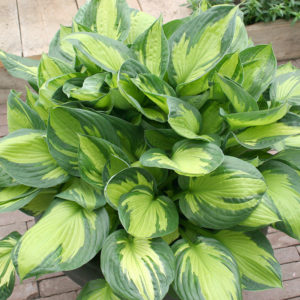 Beach Boy Hosta