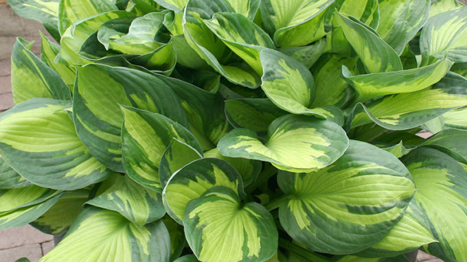 Beach Boy Hosta