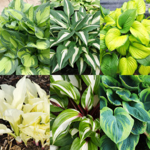 Hosta Collectors Garden Collection