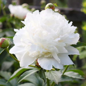 Shirley Temple Peony