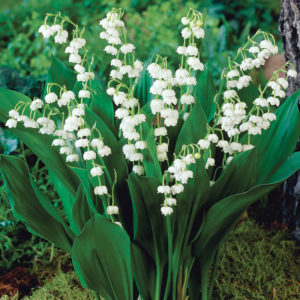 Lily of the Valley