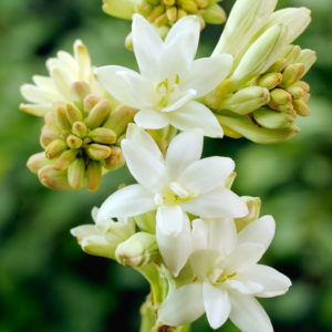The Pearl Double Flowering Tuberosa