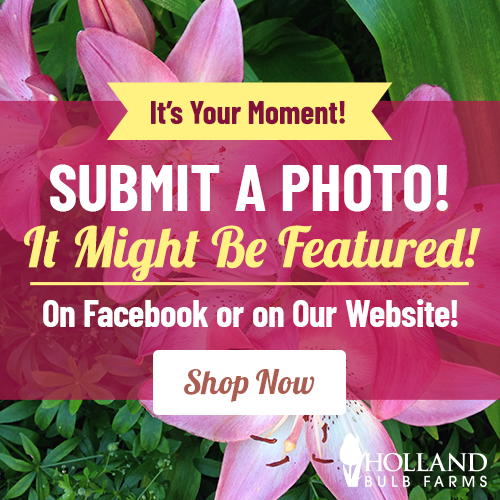 Submit a Photo