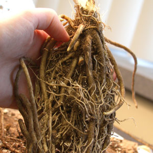 Hosta Bare Root