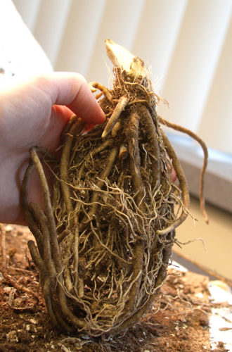 Hosta Bare Root