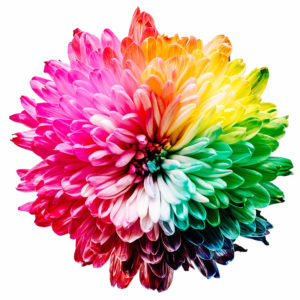 Rainbow Flower