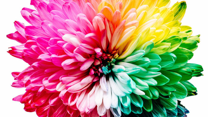 Rainbow Flower