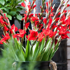 When to plant gladioli: for magnificent, showy blooms