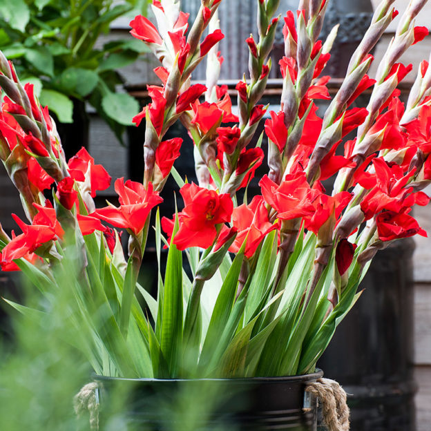 Complete Guide to Growing Gladiolus Bulb Blog Gardening Tips