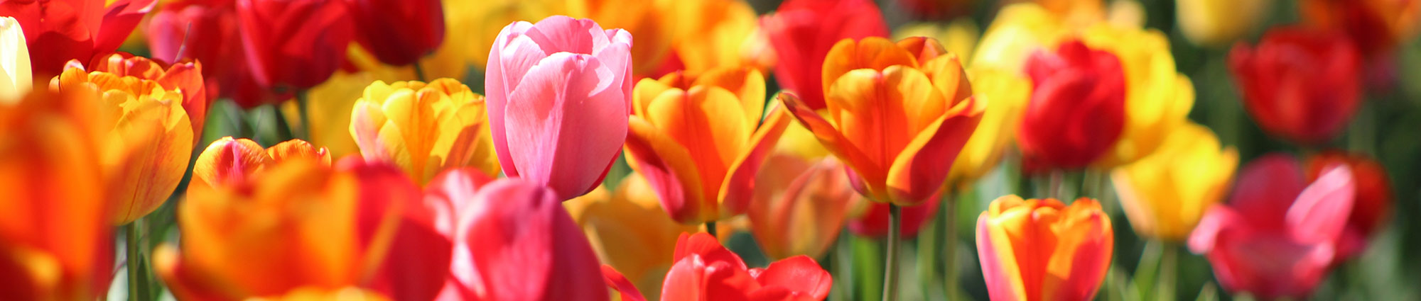 Tulips