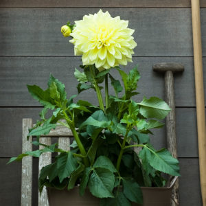 Kelvin Floodlight Dahlia