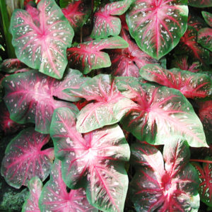 Postman Joyner Caladium