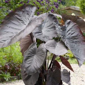 Diamond Head Elephant Ear