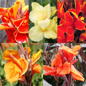 Canna Lilies