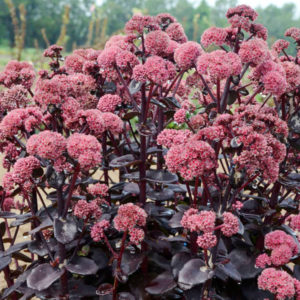 Night Embers Sedum