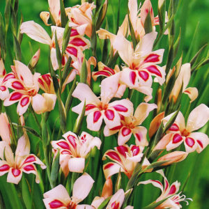 Complete Guide to Growing Gladiolus | Bulb Blog | Gardening Tips