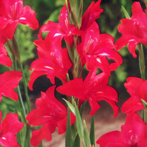 Robinetta Mini Gladiolus