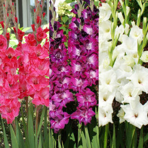 Gladiolus