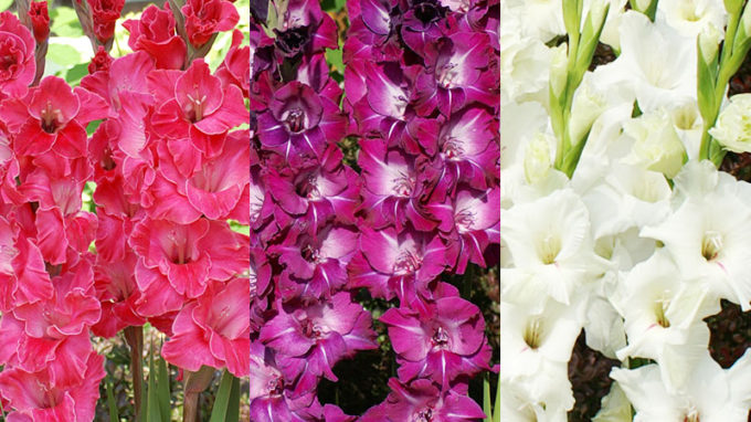 Gladiolus