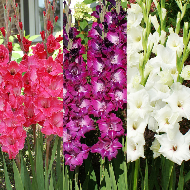 Complete Guide to Growing Gladiolus Bulb Blog
