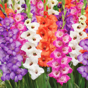 Bambino Mix Gladiolus